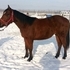 Cowhorse Gelding Started Under Saddle