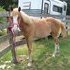 Young flashy filly