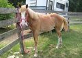 Young flashy filly