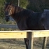 BEAUTIFUL BLUE ROAN TENN WALKER MARE 