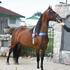 Morgan mare does it all with no fuss