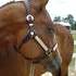 Fantastic All Around Prospect - APHA Bay Filly