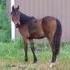 Bay filly, top quality