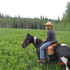 QH paint mare
