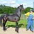 Sultan, Saddlebred Stallion