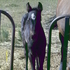 Possible Roan!! Frosty Feature, Smart Little Lena!!