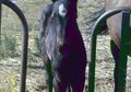 Possible Roan!! Frosty Feature, Smart Little Lena!!