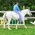 14 Hand SAFE gaited MULE