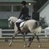 Here he is!  Your future dressage pony!