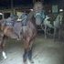 Red Roan QH Mare