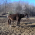 Reg. APHA Breeding Stock mare. Started Under Saddle
