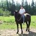 Friesian/Thoroughbred x