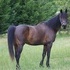 Flashy Morgan Gelding