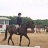 Flashy, Talented Thoroughbred