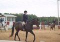 Flashy, Talented Thoroughbred