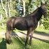 all black filly with one white hind sock