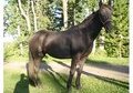 all black filly with one white hind sock