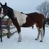 Beautiful Tri-colour Paint Mare