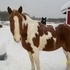 started barrel horse