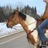 FLASHY ROPING PROSPECT