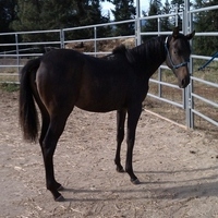 Beautiful appendix filly!