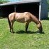 Camelot Rescue