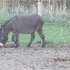 mini-donkey