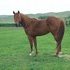 2006 SUN FROST GRANDSON - potential roping/barrel racing winner