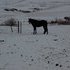 Standing at Stud for 2012 breeding season
