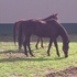 10 year old 16.1 thoroughbred gelding