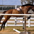 lovely eventer, hunter