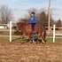 Fantastic QH Gelding For Lease!