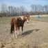 *12 Year Old Contesting Pony**