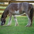Flashy Bay Blagdon Filly