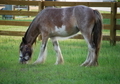 Flashy Bay Blagdon Filly