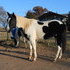APHA TRAIL RIDING GELDING