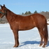 Thazwatimtalkinabout 2009 ApHC Gelding