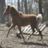 FLAXEN SILVER BAY FILLY