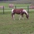 Beautiful Paint mare !