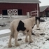 Gypsy Vanner stud colt