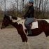 falshy warmblood pony mare. branded silver at her inspection