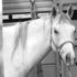10 year old Grey Gelding
