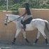 Can do it all! Hunters, Jumpers, Equitation, Medals, Dressage