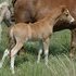 Gorgeous Show Quality ASPC Colt! Make Offer