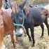 Gaited mule