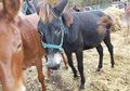 Gaited mule