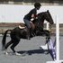 TRAINED HYPOALLERGENIC PONIES
