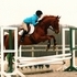 Young Oldenburg Jumper Gelding