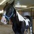 BombProof Trail Horse