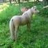Adorable Palomino filly.